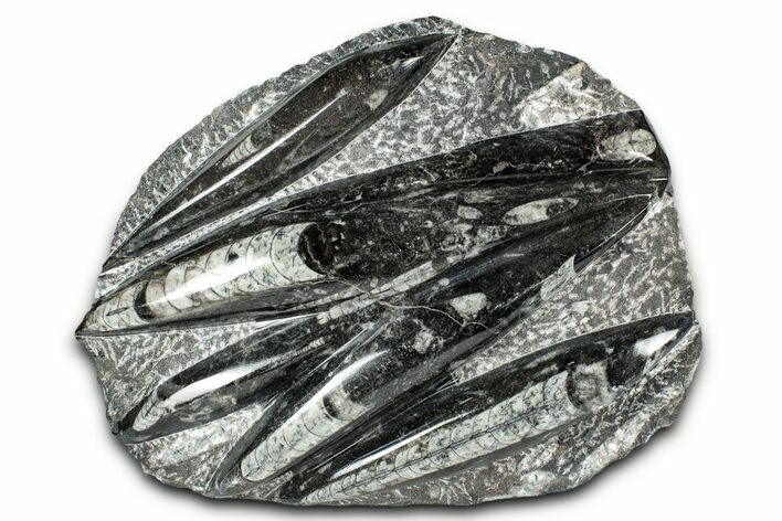 Polished Fossil Orthoceras (Cephalopod) Plate - Morocco #336141